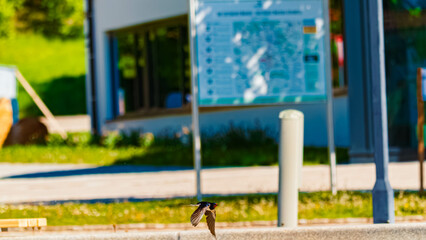 Hirundo rustica, barn swallow, on the hunt for insects near a fountain on a sunny spring day at Bad Griesbach im Rottal, Passau, Bavaria, Germany