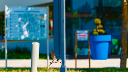 Hirundo rustica, barn swallow, on the hunt for insects near a fountain on a sunny spring day at Bad Griesbach im Rottal, Passau, Bavaria, Germany