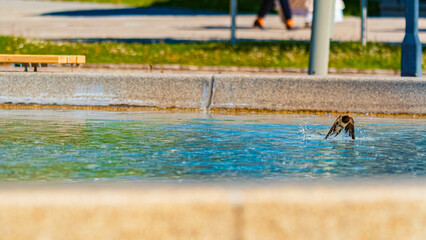 Hirundo rustica, barn swallow, on the hunt for insects near a fountain on a sunny spring day at Bad Griesbach im Rottal, Passau, Bavaria, Germany