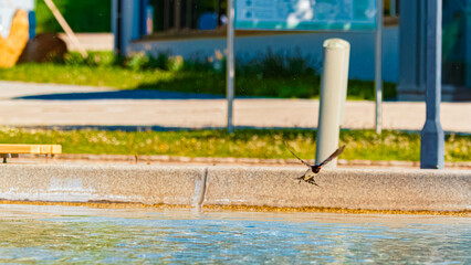 Hirundo rustica, barn swallow, on the hunt for insects near a fountain on a sunny spring day at Bad Griesbach im Rottal, Passau, Bavaria, Germany