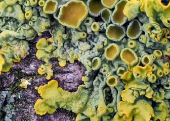 A detailed macro photograph showcasing the intricate patterns and vivid colors of leafy lichens,...