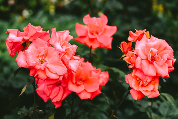 Bright coral orange roses blooming in green garden, bold and vibrant floral composition in natural light, symbolizing energy, joy, and emotional warmth
