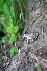 frog in the forest