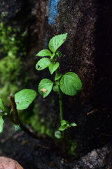 A resilient small plant with fresh green leaves thrives against a textured, mossy wall, showcasing nature's persistent growth in unexpected places.