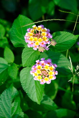 Vibrant Wildflowers with Green Foliage in Natural Sunlight Creating a Stunning Botanical Scene