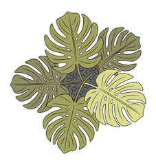 Vector illustration of Monstera potted houseplant, top view colored sketch style, isolated on transparent background. Ideal for botanical, interior design, and gardening concepts