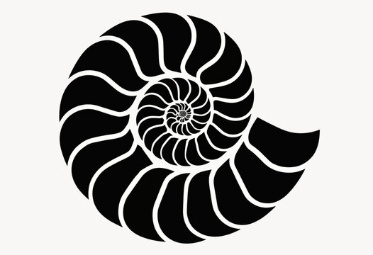 A striking black and white silhouette of a nautilus shell, its perfect logarithmic spiral representing the golden ratio, ideal for a minimalist logo or design.
