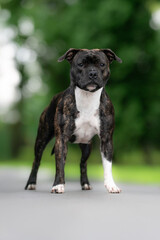 staffordshire bull terrier amazing portrait black and white dog