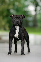 staffordshire bull terrier dog breed black and white color 