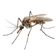 Close-up view of a mosquito featuring intricate wing and body details on transparent background, cutout PNG