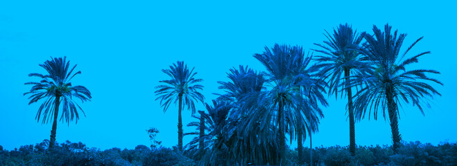 Fototapeta premium Row of tropical palm trees against evening sky. Silhouette of tall palm trees. Tropical evening landscape. Beautiful tropical nature