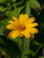 Bright Yellow False Sunflower Bloom Standing Tall Amidst Greenery