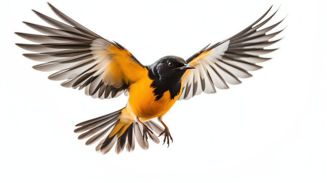 Baltimore oriole bird in flight, vibrant orange and black songbird with wings spread, isolated on white background