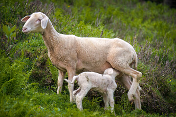 Obraz premium a white ewe with his lamb on a mountain meadow in the alps at a spring day