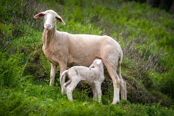 a white ewe with his lamb on a mountain meadow in the alps at a spring day