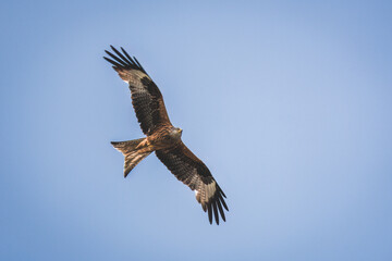 Obraz premium a flying red kite,milvus milvus, on the blue sky at a summer day