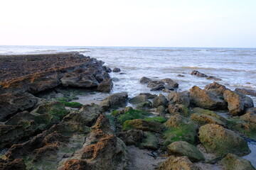 Rocky Coastal Shoreline with Algae and Ocean Waves at Sunset Creating a Scenic Seascape