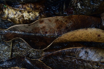 Earthy close-up of fallen, parched leaves on dark, damp ground, highlighting natural textures and autumn's rustic charm. Ideal for seasonal or organic design.