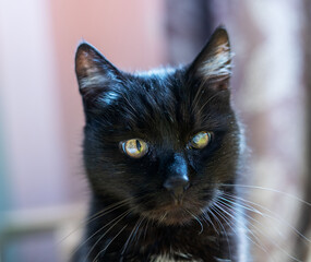 portrait of black cat with one eye partially clouded due to an eye condition, sitting in natural light , veterinary concept
