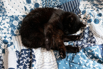 Black cat sleeping peacefully on a cozy blue and white patchwork blanket. The feline rests curled up, showing comfort and serenity