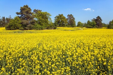 Obraz premium Rapeseed, canola or colza field in Latin Brassica Napus