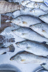 Fresh sea bass sell in fishery maket