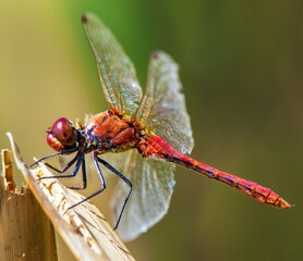 Ruddy darter red dragonfly in latin Sympetrum sanguineum