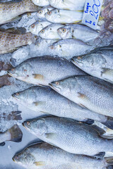 Fresh sea bass sell in fishery maket