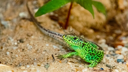 Lacerta agilis, sand lizard, on a sunny spring day