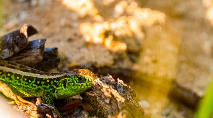 Lacerta agilis, sand lizard, on a sunny spring day