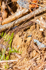 Lacerta agilis, sand lizard, on a sunny spring day