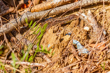 Lacerta agilis, sand lizard, on a sunny spring day