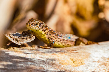 Lacerta agilis, sand lizard, on a sunny spring day
