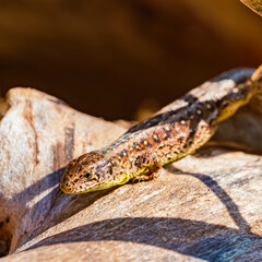 Lacerta agilis, sand lizard, on a sunny spring day
