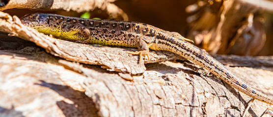 Lacerta agilis, sand lizard, on a sunny spring day
