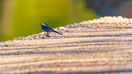 Motacilla alba, White Wagtail, on a sunny spring day