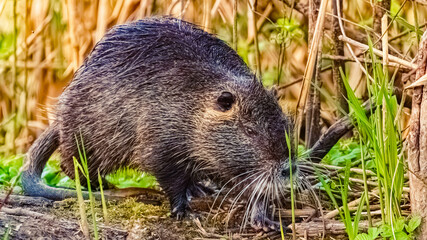 Myocastor coypus, nutria, on a sunny spring day