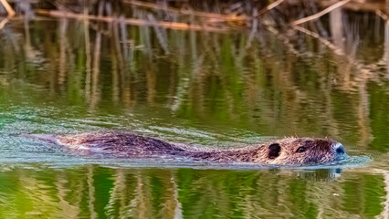 Myocastor coypus, nutria, on a sunny spring day