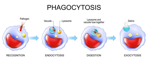 Phagocytosis and Macrophage