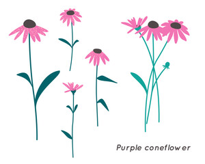Purple Coneflower Minimalist Floral Illustration. Trendy Botanical Vector Art.
 