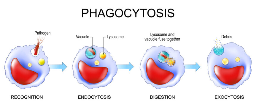 Phagocytosis and Macrophage