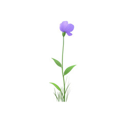 Single Purple Wildflower on Black Background