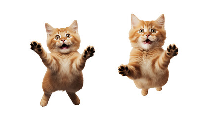 Adorable Ginger Kittens Playfully Reaching Upwards on transparent   Background