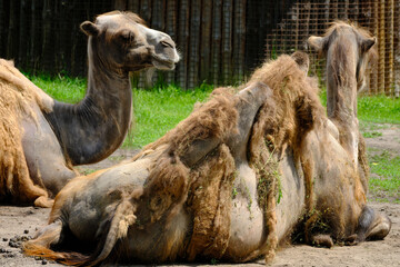 desert camel relaxing on the sun