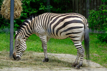 African zebra in the zoo