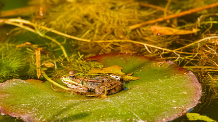 Pelophylax ridibundus, marsh frog, on leaves on a sunny summer day