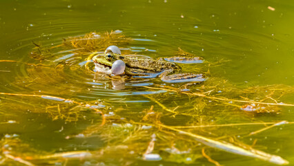 Pelophylax ridibundus, marsh frog, emitting mating calls with sound bubbles on a sunny summer day