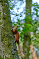 red squirrel in the park