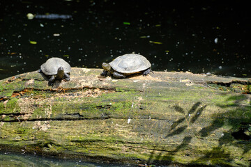 pair of turtle relaxing outdoors