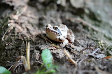 Naklejka premium frog on the ground
